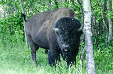bison in the woods