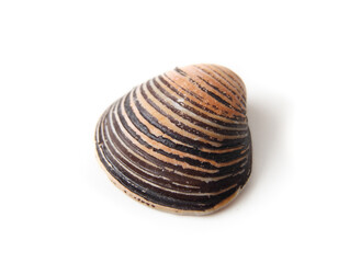 Isolated shell with orange and black stripes. Perspective view of shell found in Switzerland. Selective focus. White background.