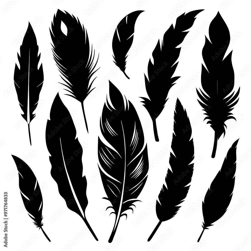 Poster silhouettes of different feathers are arranged in various artistic scales highlighting their unique 