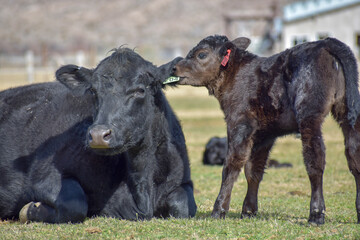Cows and Calves