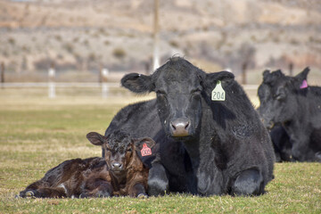 Cows and Calves