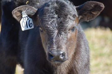 Cows and Calves