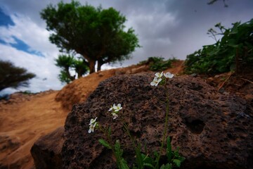 Obraz premium tree in the mountains