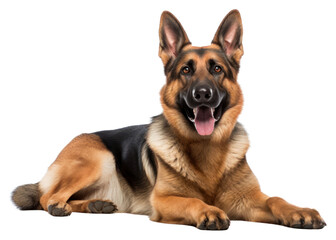 Fototapeta premium PNG German shepherd mammal animal pet.