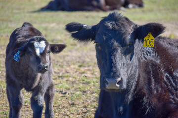 Cows and Calves