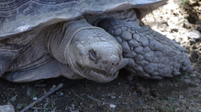 close-up video of the snout of a leopard giant turtle