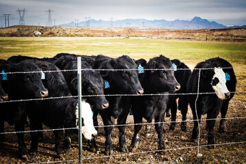 Cows and Calves