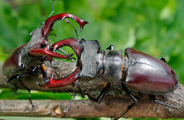 Stag beetles. Duel of two males. close up.