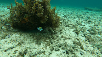 Underwater landscape with fish 