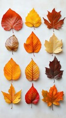 Obraz premium Vibrant autumn leaves scattered across a natural background