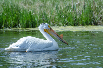 American Pelican