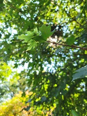 Green leaves against sky