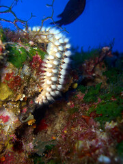 Bart-Feuerborstenwurm (Hermodice carunculata)