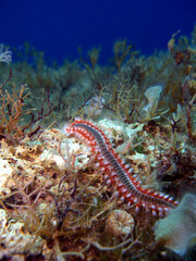 Bart-Feuerborstenwurm (Hermodice carunculata)