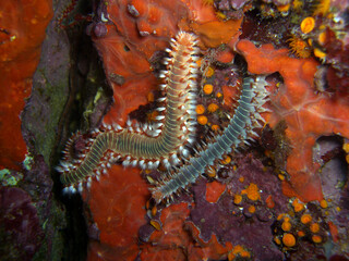 Bart-Feuerborstenwurm (Hermodice carunculata)