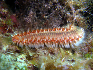 Bart-Feuerborstenwurm (Hermodice carunculata)