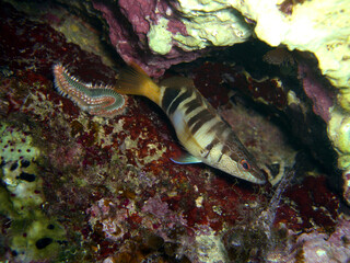 Schriftbarsch (Serranus scriba) und Bart-Feuerborstenwurm (Hermodice carunculata)