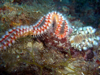 Bart-Feuerborstenwurm (Hermodice carunculata)