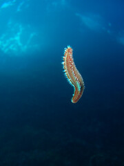 Bart-Feuerborstenwurm (Hermodice carunculata)