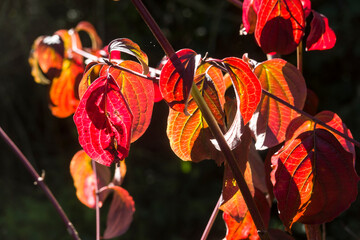 Rote Hartriegel (Cornus sanguinea)