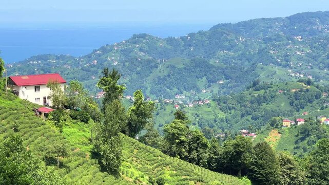Tea plantations of Rize province with a mountain landscape. Close-up of fresh and bright tea. A tea plant grown on the Black Sea. Karadeniz region in Turkey. Farm for the production of fresh green tea