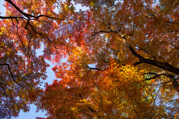 日本の風景・秋　東京都台東区　紅葉の旧岩崎邸庭園