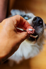 Border collie dog catches a sausage with medicine in its mouth © Alberto
