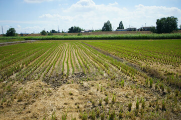 稲刈りが終わった田んぼ