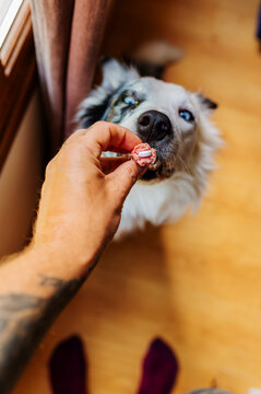 man giving his dog a pill of medicine hidden in a sausage