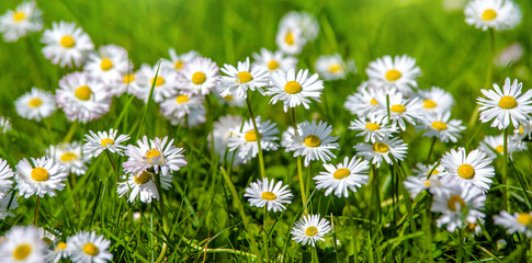 White small daisies blooming on grass background  © licvin