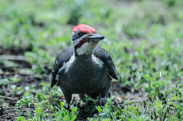 Pileated Woodpecker