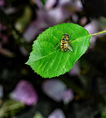 Honey bee on a rose bush leaf, blurred background