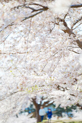 五稜郭公園の桜