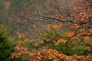 Rain-Drenched Autumn Branches with Colorful Leaves