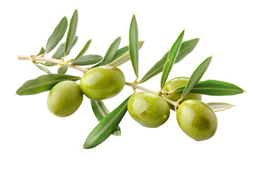 Green olives on branch. Close up an olive branch with leaves and a few shiny green olives isolated on transparent background. 