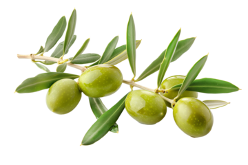Green olives on branch. Close up an olive branch with leaves and a few shiny green olives isolated on transparent background. 