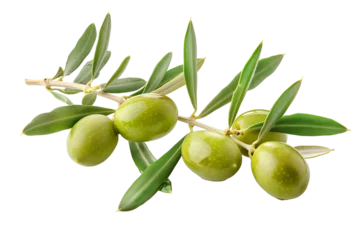 Fototapete Rund Green olives on branch. Close up an olive branch with leaves and a few shiny green olives isolated on transparent background.  © Graphicsnice