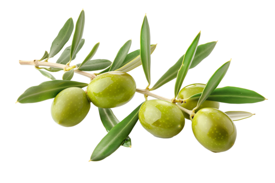Green olives on branch. Close up an olive branch with leaves and a few shiny green olives isolated on transparent background. 