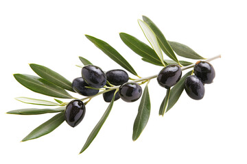 Black olives on branch. Olive branch isolated on white. 