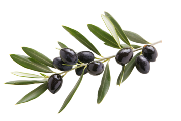 Black olives on branch. Olive branch isolated on white. 