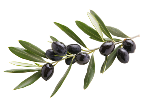 Black olives on branch. Olive branch isolated on white. 