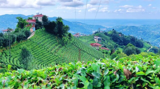 Tea plantations of Rize province from a bird's-eye view. A tea plant grown on the shores of the Black Sea. Karadeniz region in Turkey. A farm for the production of fresh green tea. The drone