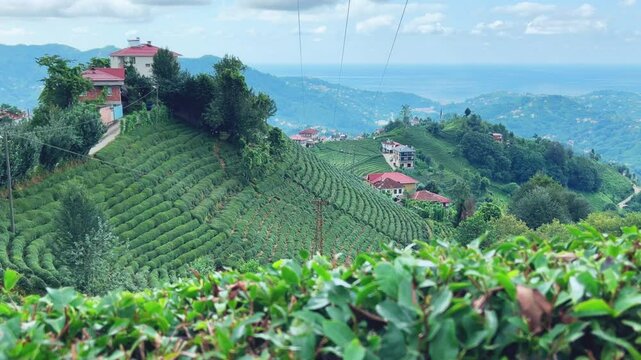 Tea plantations of Rize province with a mountain landscape. Close-up of fresh and bright tea. A tea plant grown on the Black Sea. Karadeniz region in Turkey. Farm for the production of fresh green tea