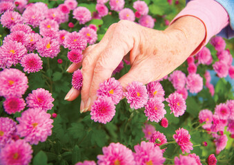 Hand with mum flowers