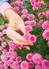 Hand with mum flowers