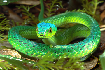 Fototapeta premium A bright green snake with a turquoise head, looking directly at the camera, in a green forest habitat. Generated AI.