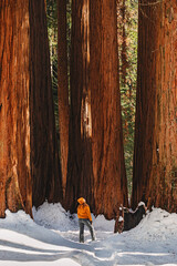 Woman in a yellow fleece and beanie exploring snowy trails among towering giant sequoia trees in a...