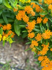 Bee on orange flowers