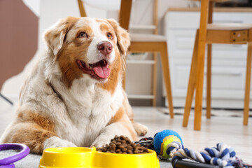 Australian Shepherd dog, toys, yellow feeder with dry pet food and water at home