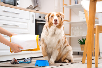 Woman pouring tasty pet food in bowl for Australian Shepherd dog in kitchen